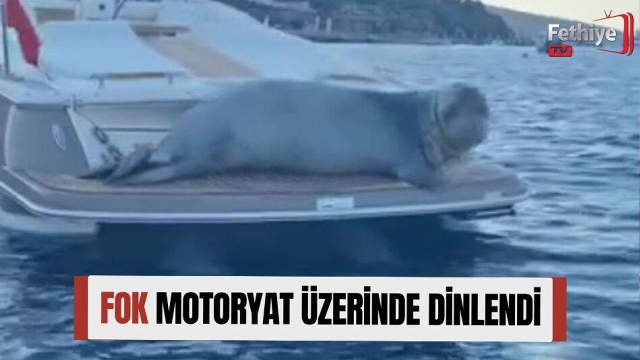 Fok Motoryat Üzerinde Dinlendi