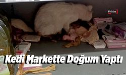 Kedi, Markette Doğum Yaptı