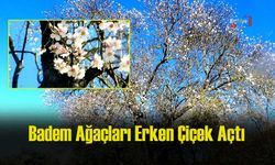 Badem Ağaçları Erken Çiçek Açtı