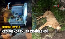 Bodrum'da Kedi Ve Köpekler Zehirlendi