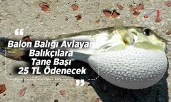 Balon Balığı Avlayan Balıkçılara Tane Başı 25 TL Ödenecek