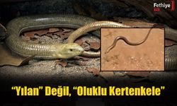 “Yılan” Değil, “Oluklu Kertenkele”