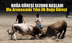 Ula Arenasında Yılın İlk Boğa Güreşi