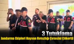 Jandarma Ekipleri Hayvan Hırsızlığı Çetesini Çökertti