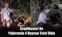 Seydikemer'de Yıldırımda 4 Hayvan Telef Oldu