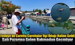 Fethiye'de Caretta Carettalar İlgi Odağı Haline Geldi