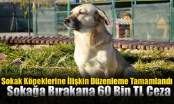 Sokak Köpeklerine İlişkin Düzenleme Tamamlandı