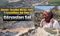 Milas’ta Alevler Yüzyıllık Mirası Yuttu; Zeytinlikler Kül Oldu