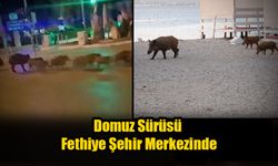 Domuz Sürüsü Fethiye Şehir Merkezinde