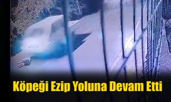 Köpeği Ezip Yoluna Devam Etti