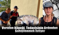 Vurulan Köpeği, Tedavisinin Ardından Sahiplenmek İstiyor