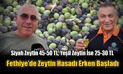 Fethiye’de Zeytin Hasadı Erken Başladı