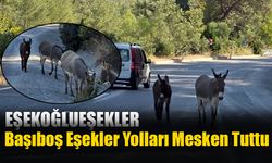 Başıboş Eşekler Yolları Mesken Tuttu