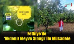 Fethiye’de Akdeniz Meyve Sineği İle Mücadele