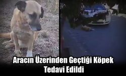 Aracın Üzerinden Geçtiği Köpek Tedavi Edildi