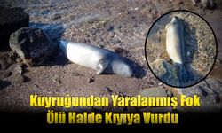 Kuyruğundan Yaralanmış Fok Ölü Halde Kıyıya Vurdu