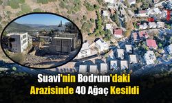 Suavi'nin Bodrum'daki Arazisinde 40 Ağaç Kesildi