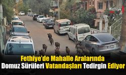 Fethiye’de Mahalle Aralarında Domuz Sürüleri Vatandaşları Tedirgin Ediyor