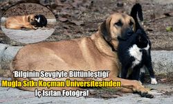 Kedi Ve Köpeğin Dostluğu, Objektife Yansıdı