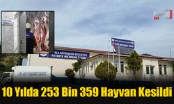 10 Yılda 253 Bin 359 Hayvan Kesildi