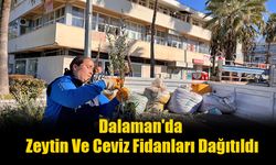 Dalaman'da Zeytin Ve Ceviz Fidanları Dağıtıldı