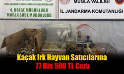 Kaçak Irk Hayvan Satıcılarına 77 Bin 500 TL Ceza