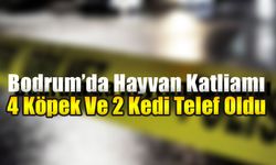 Bodrum’da Hayvan Katliamı