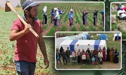 Tarım İşçi Ücretleri TÜİK Verileriyle Netleşti: Hangi İlde Ne Kadar Ödeniyor?