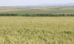 Türkiye buğday üretiminde kritik bir dönemeçte mi?