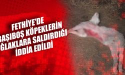 Fethiye'de Başıboş Köpeklerin Oğlaklara Saldırdığı İddia Edildi