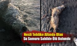 Nesli Tehlike Altında Olan Su Samuru Sahilde Ölü Bulundu