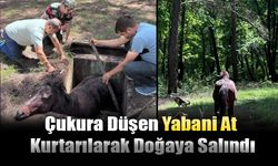 Çukura Düşen Yabani At Kurtarılarak Doğaya Salındı
