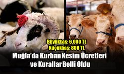 Muğla’da Kurban Kesim Ücretleri ve Kurallar Belli Oldu