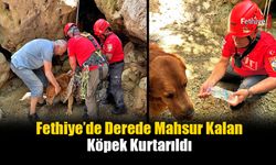 Fethiye’de Derede Mahsur Kalan Köpek Kurtarıldı