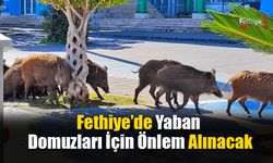 Fethiye’de Yaban Domuzları İçin Önlem Alınacak