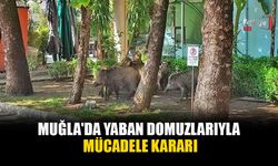 Muğla'da Yaban Domuzlarıyla Mücadele Kararı