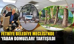 Fethiye Belediye Meclisi’nde ‘Yaban Domuzları’ Tartışıldı