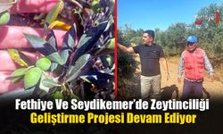 Fethiye Ve Seydikemer’de Zeytinciliği Geliştirme Projesi Devam Ediyor