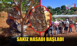 Fethiye'de Sakız Hasadı Başladı
