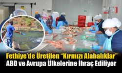 Fethiye’de Üretilen “Kırmızı Alabalıklar” ABD ve Avrupa Ülkelerine İhraç Ediliyor