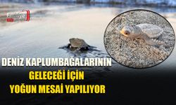 Caretta Caretta Yavruları Denizle Buluştu