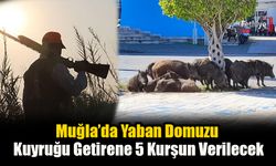 Muğla’da Yaban Domuzu Kuyruğu Getirene 5 Kurşun Verilecek