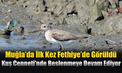 Muğla’da İlk Kez Fethiye’de Görüldü