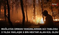 Muğla’da Orman Yangınlarının Acı Tablosu