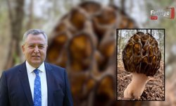 FTSO’dan Fethiye Kuzu Göbeği Mantarı İçin Coğrafi İşaret Adımı