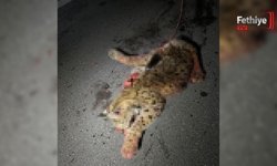 Burdur-Fethiye Karayolunda Otomobilin Çarptığı Koruma Altındaki Vaşak Telef Oldu