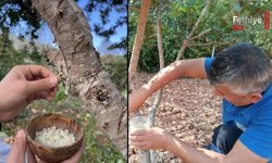 Fethiye’de Sakız Ağacı Deneme Bahçesi Dikkat Çekiyor