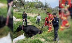 Seydikemer’de Arığa Giren İnek Kurtarıldı