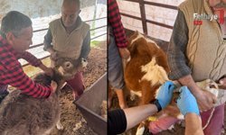 Fethiye’de Hayvan Sağlığı İçin Seferberlik