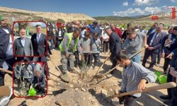 Taşınan Her Zeytin Ağacına Karşılık Fidan: Milas'ta 4 Bin Zeytin Toprakla Buluştu
